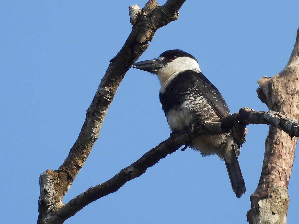 Guianan Puffbird - ML642354957