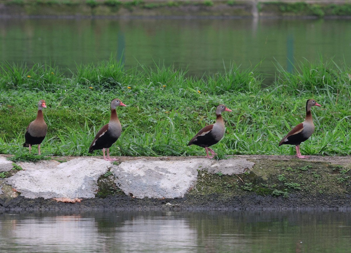 Black-bellied Whistling-Duck - ML642354980