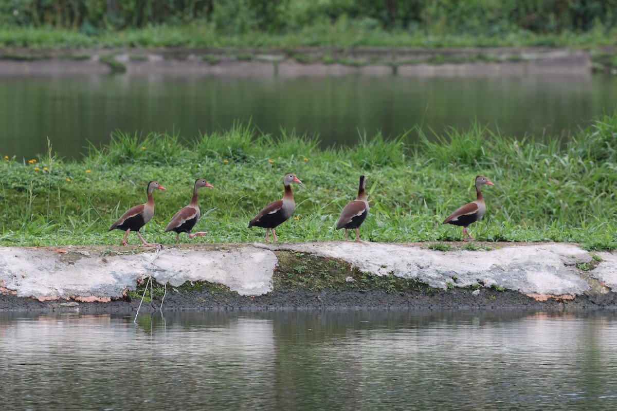 Black-bellied Whistling-Duck - ML642354981
