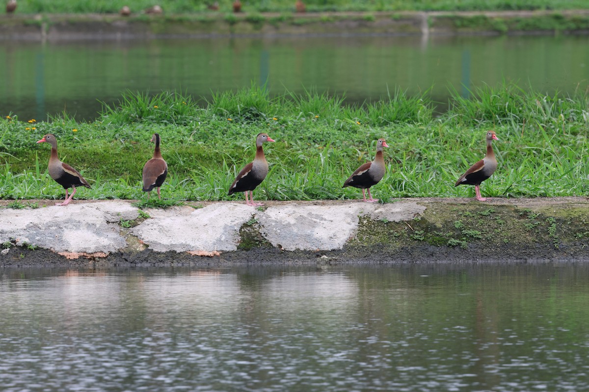Black-bellied Whistling-Duck - ML642354982