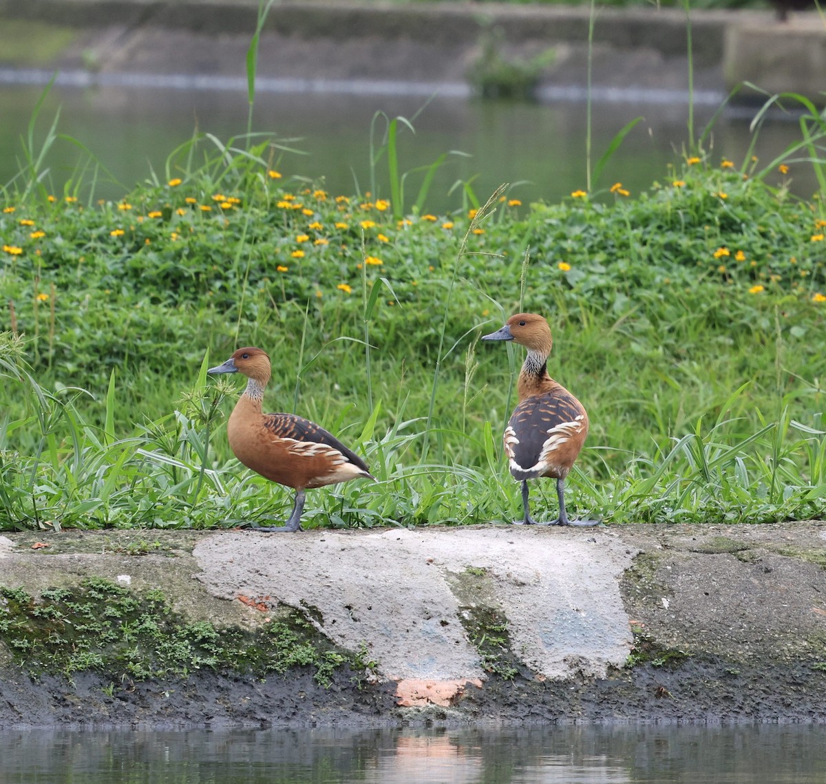 Fulvous Whistling-Duck - ML642354998