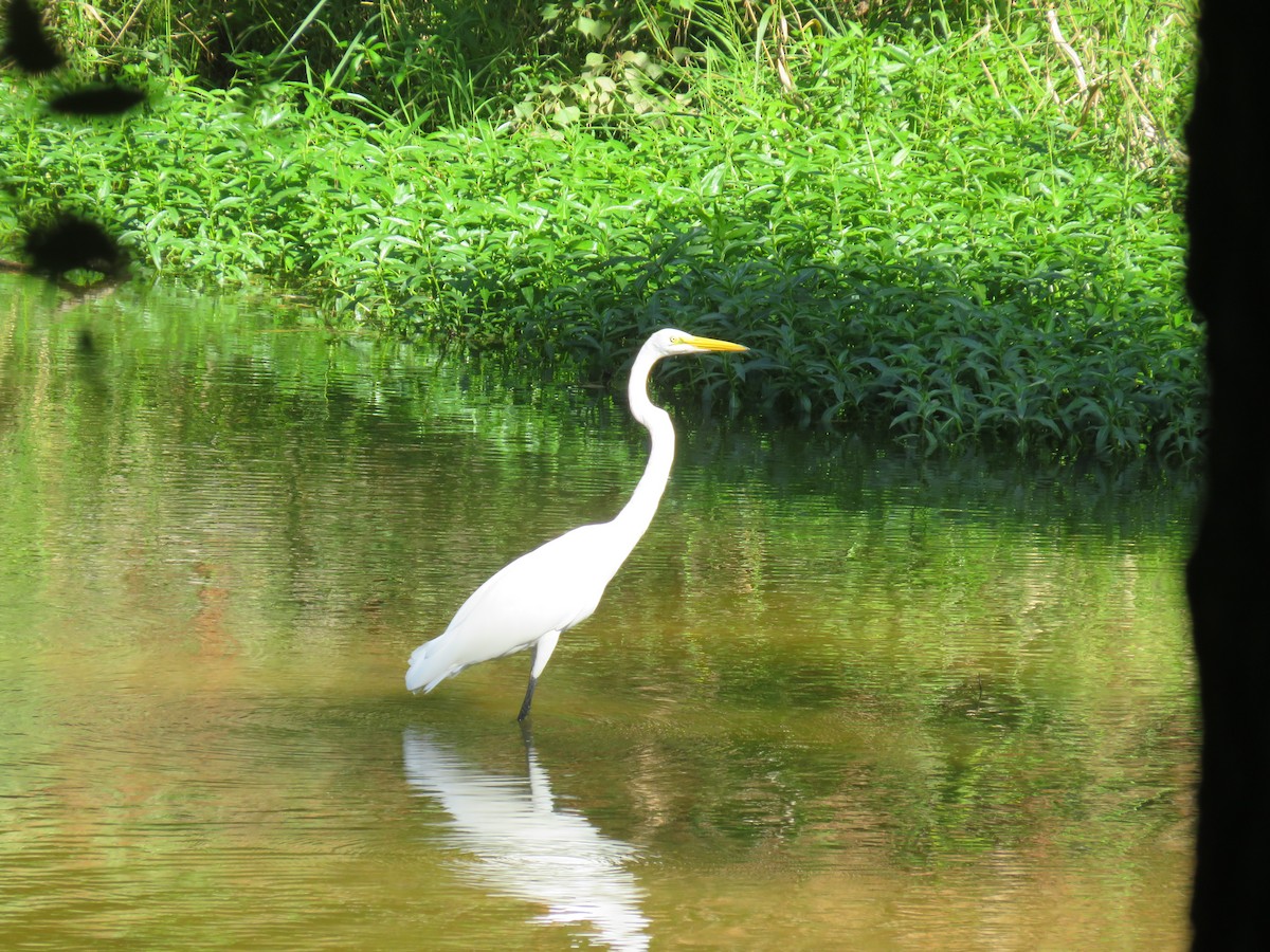 Grande Aigrette - ML642355049