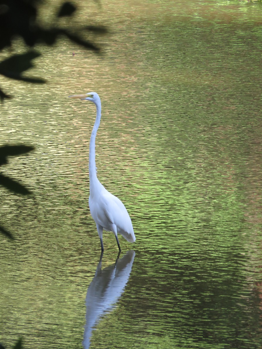 Grande Aigrette - ML642355050