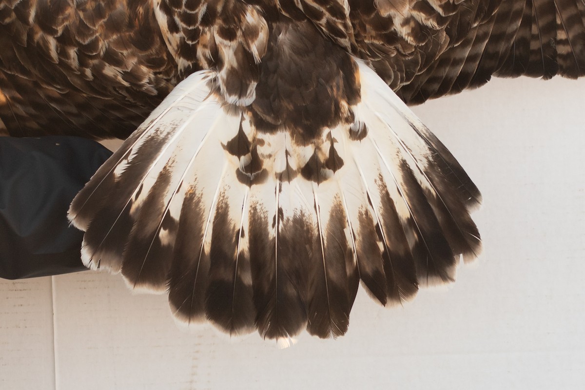 Rough-legged Hawk - ML642355057