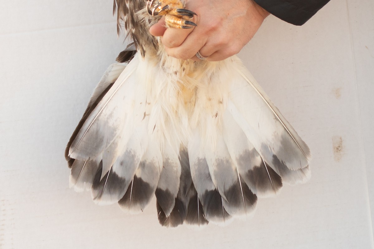 Rough-legged Hawk - ML642355058