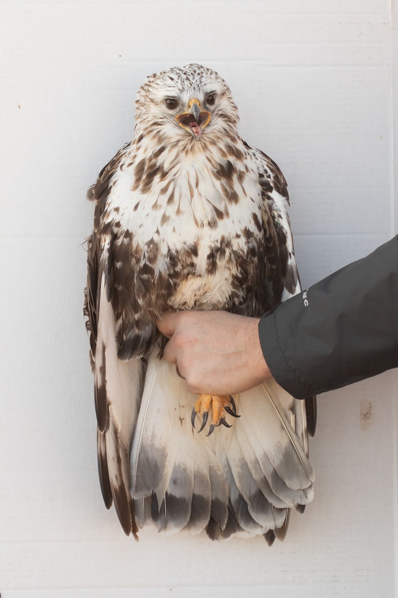 Rough-legged Hawk - ML642355060