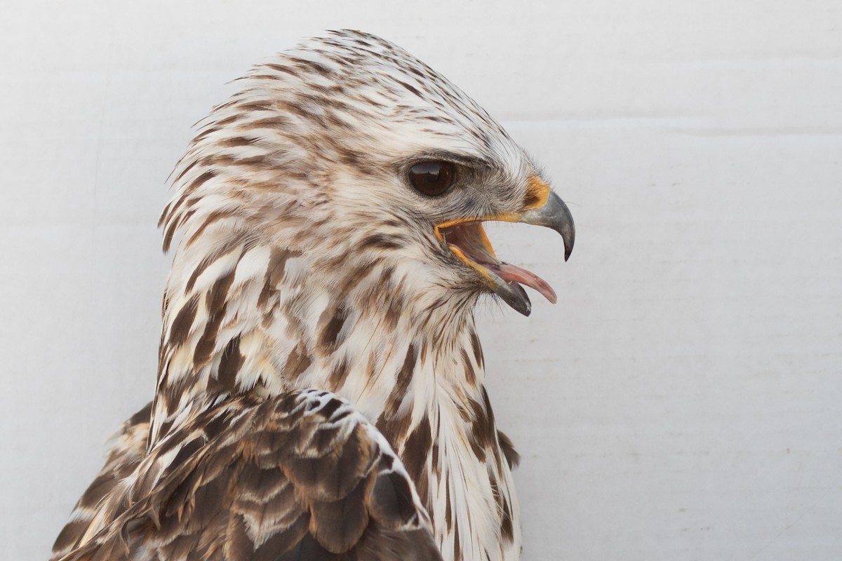 Rough-legged Hawk - ML642355061