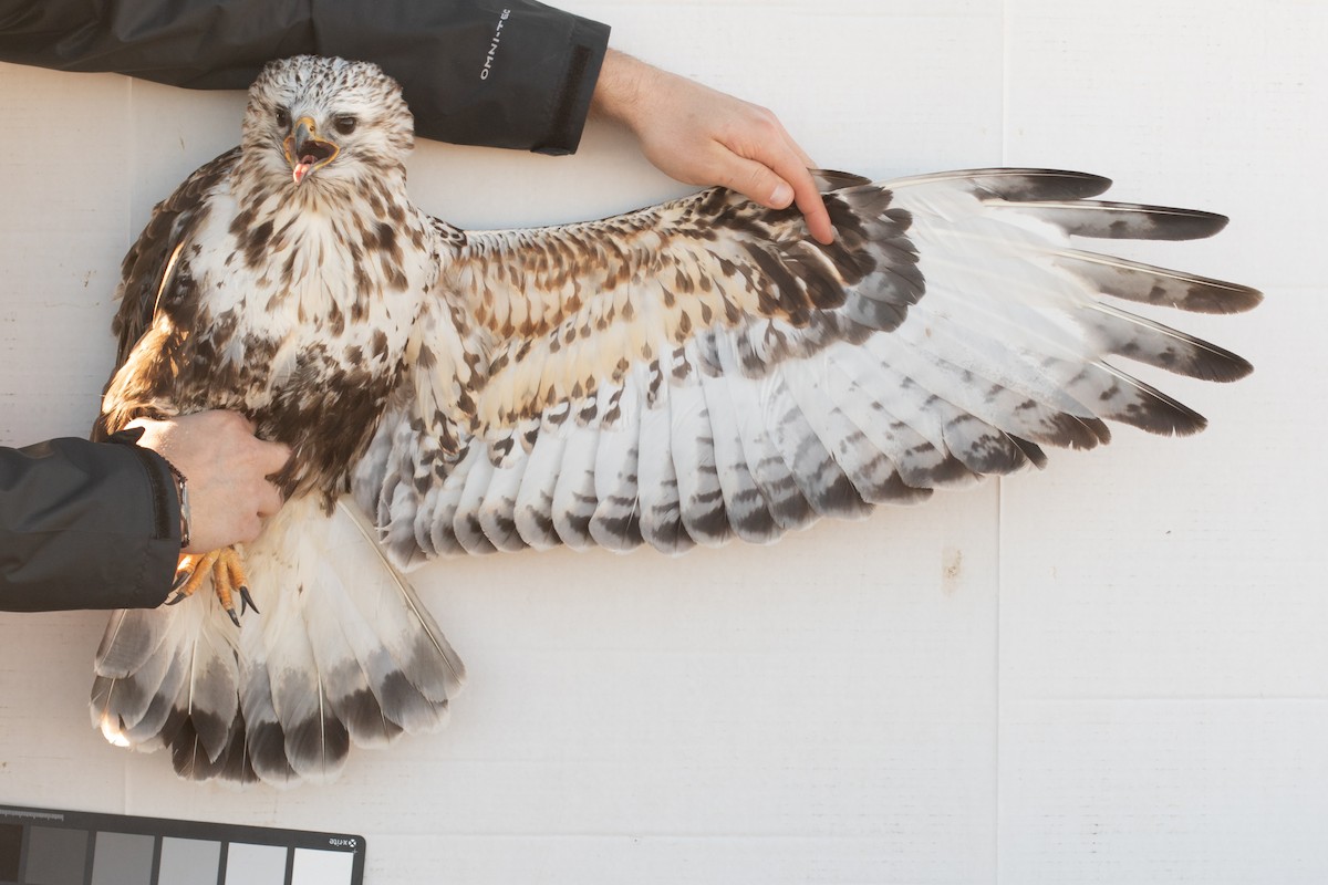 Rough-legged Hawk - ML642355062