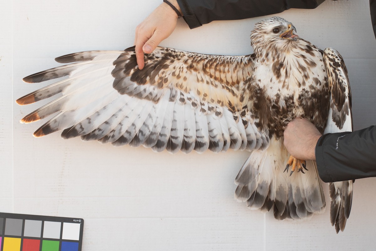 Rough-legged Hawk - ML642355063
