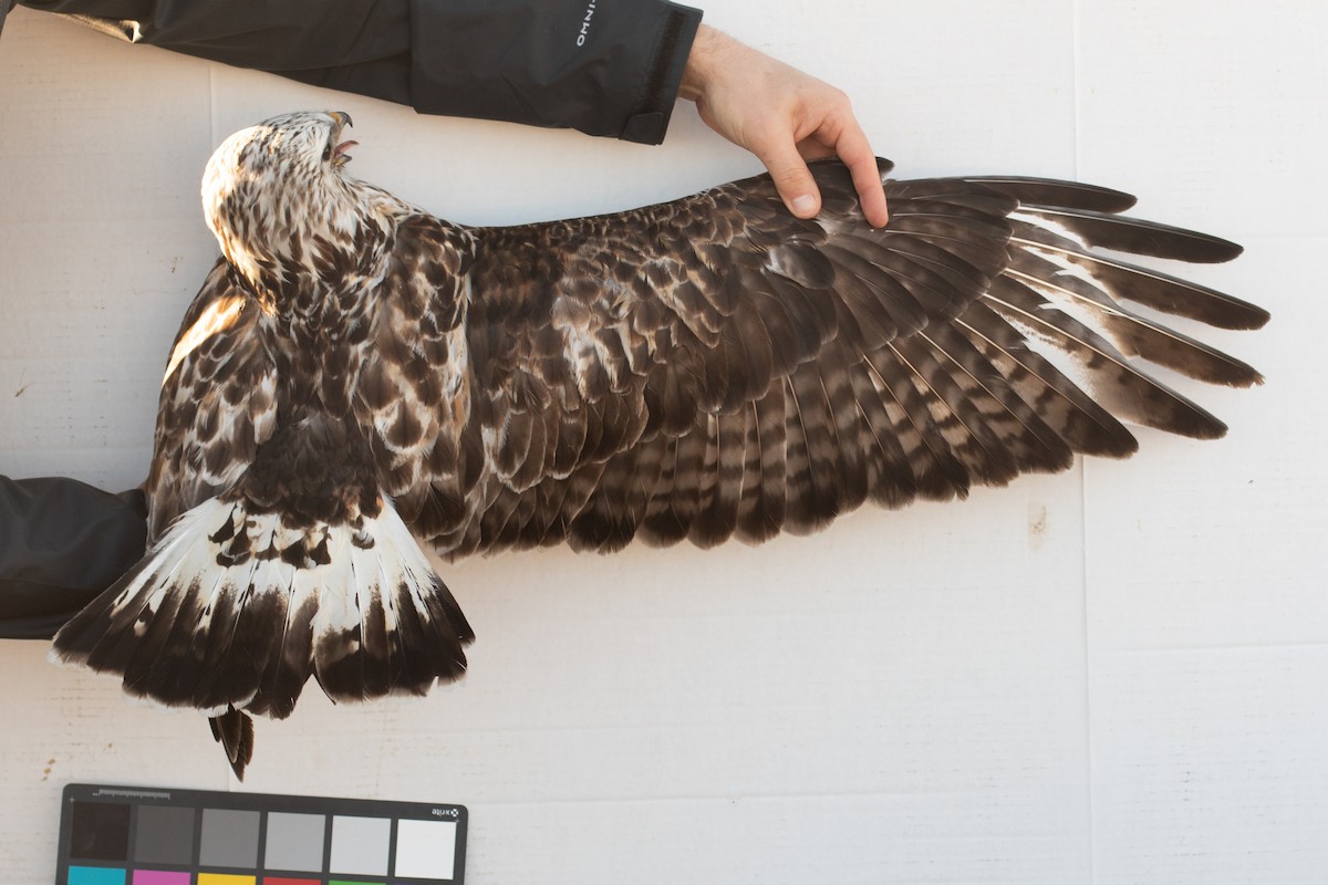Rough-legged Hawk - ML642355065