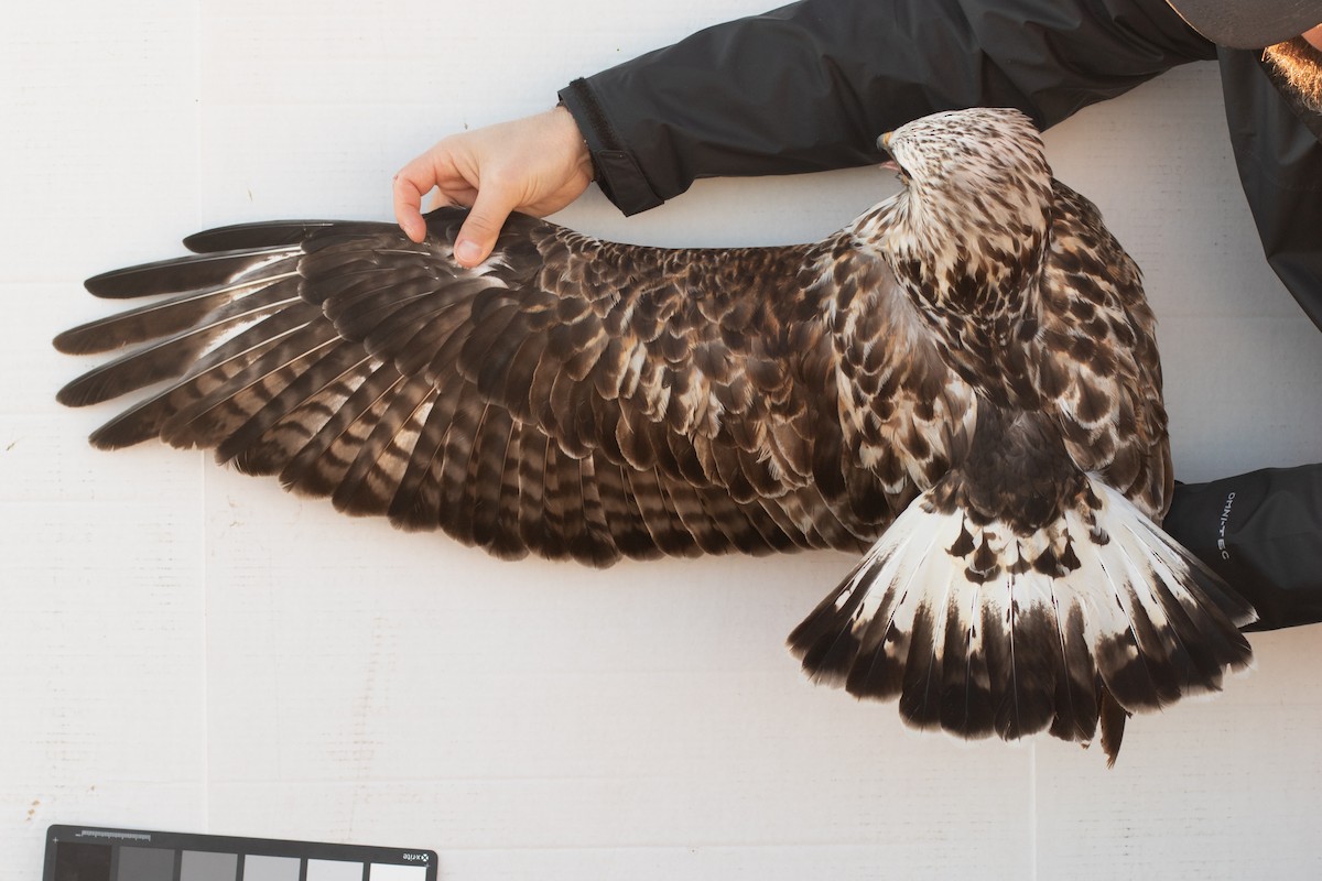 Rough-legged Hawk - ML642355067