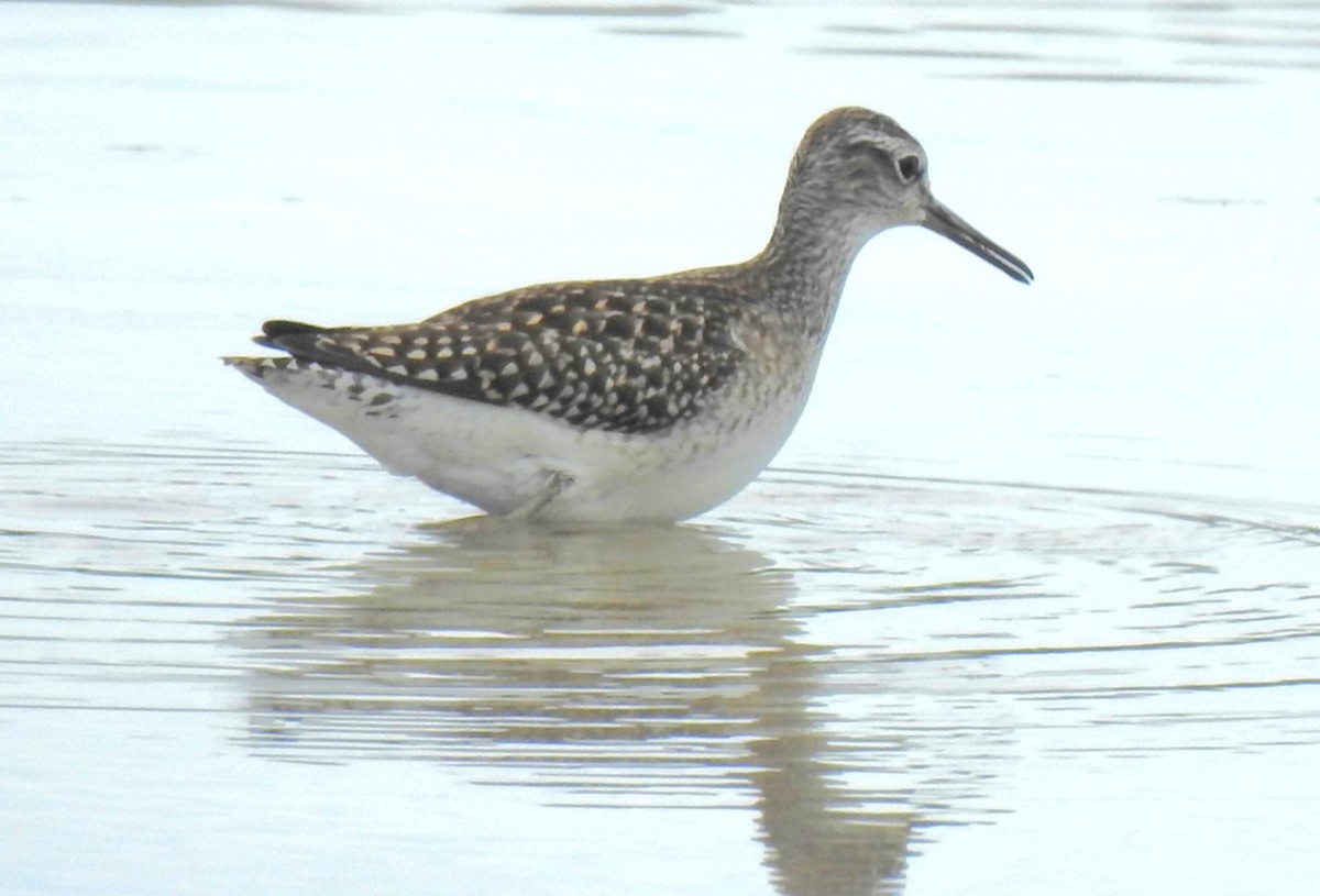 Wood Sandpiper - ML642355097