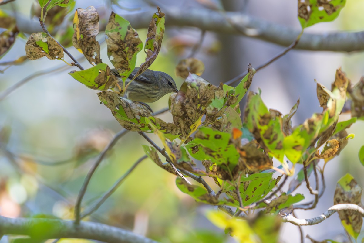 Cape May Warbler - ML642355134