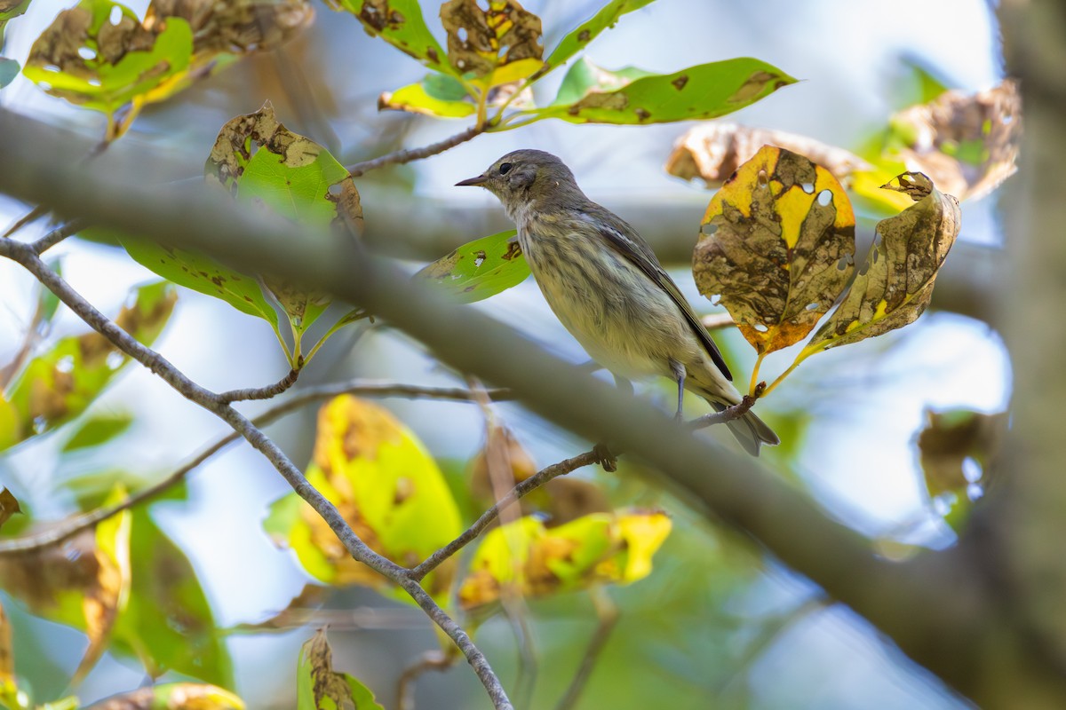 Cape May Warbler - ML642355135