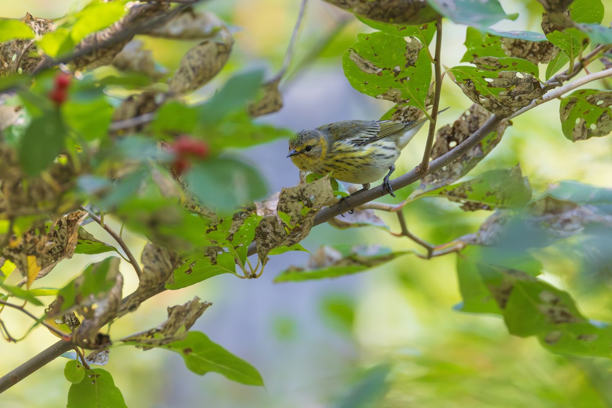 Cape May Warbler - ML642355145