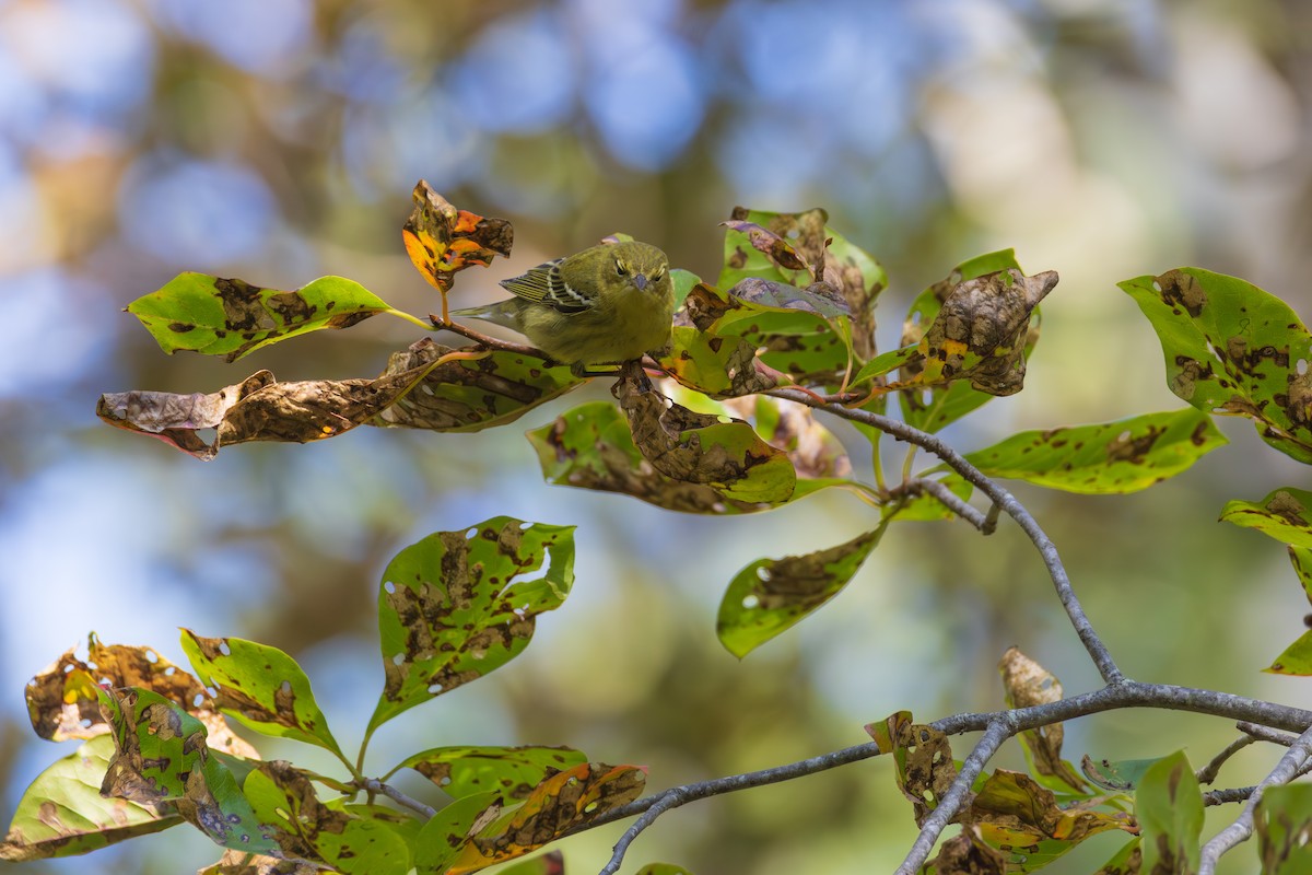 Blackpoll Warbler - ML642355154