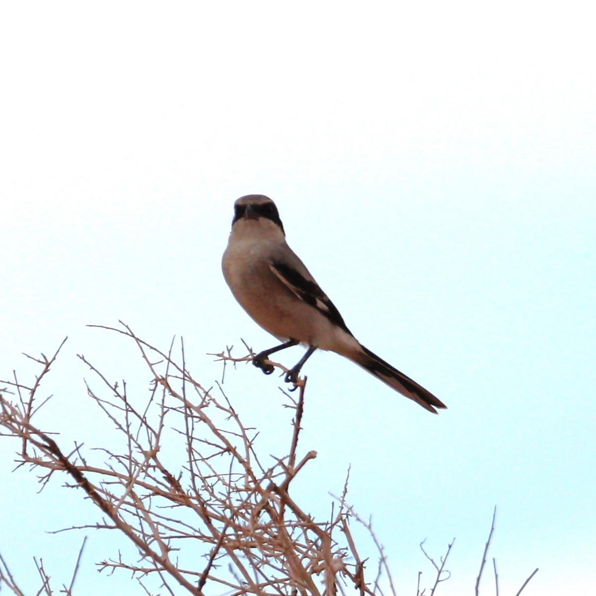 Loggerhead Shrike - ML642355158