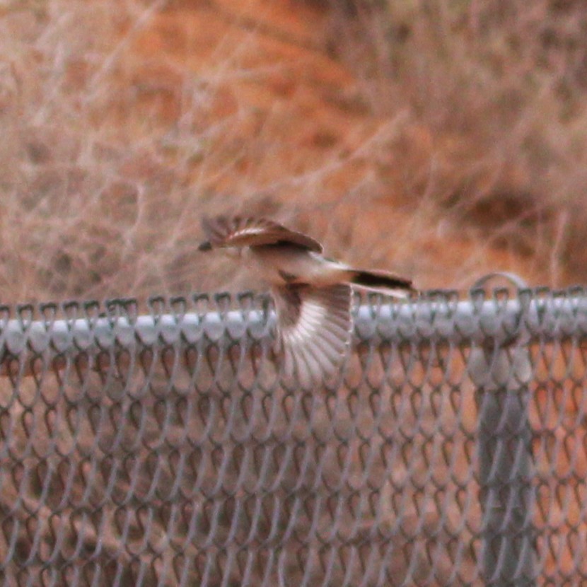 Loggerhead Shrike - ML642355161