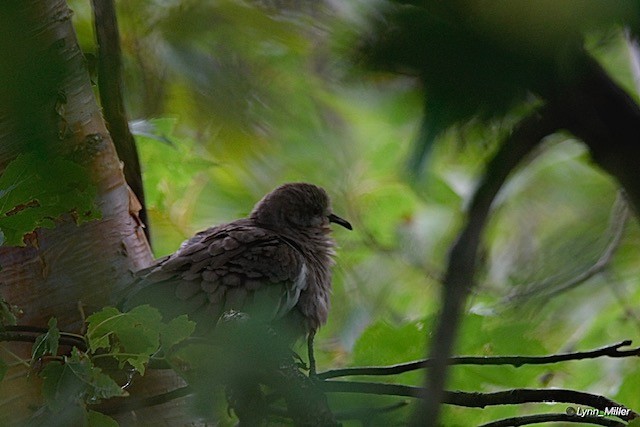 White-winged Dove - ML642355177