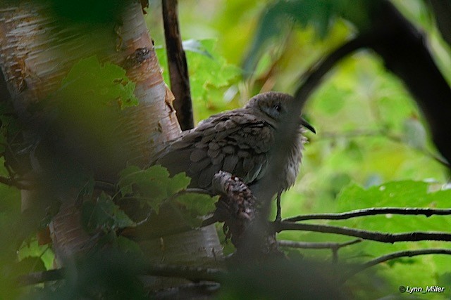 White-winged Dove - ML642355178