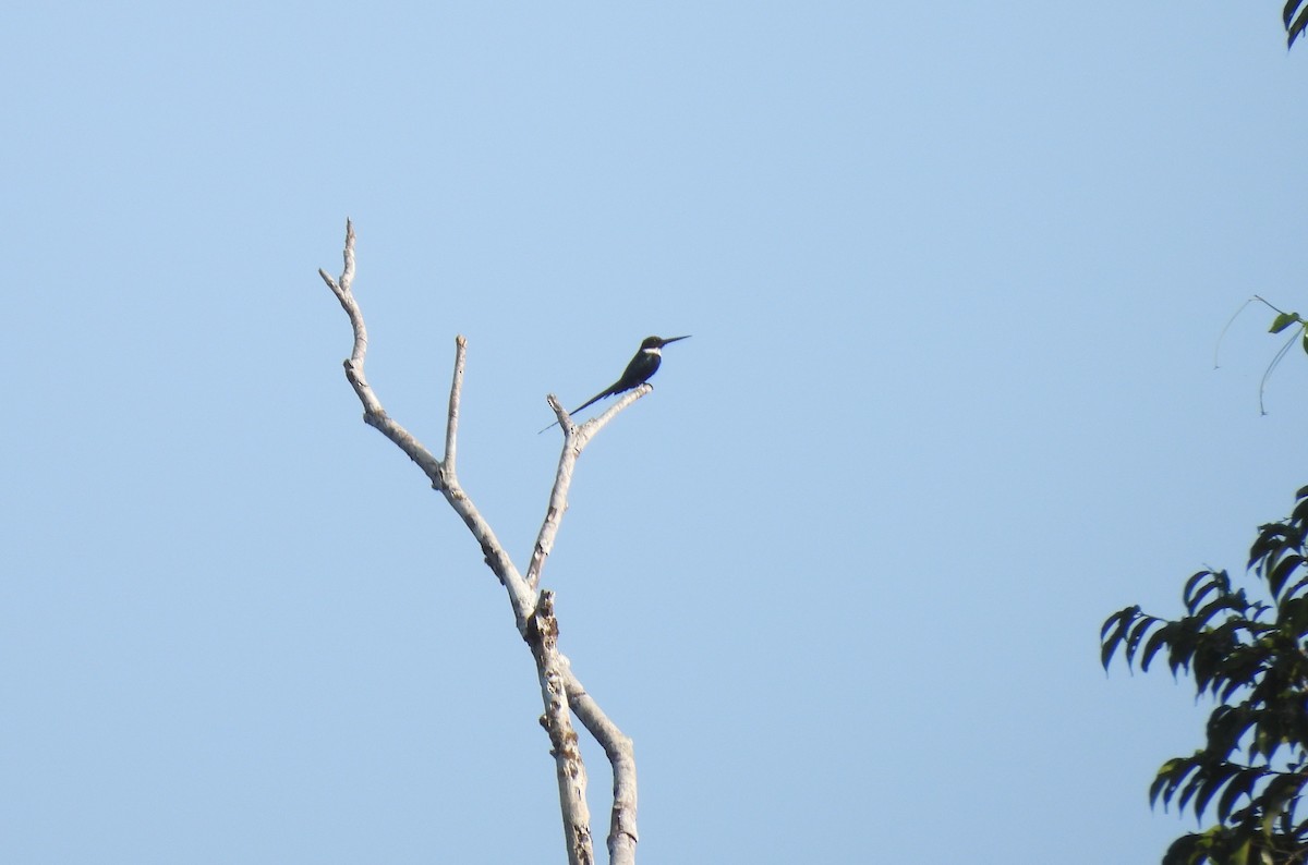 Paradise Jacamar - ML642355185