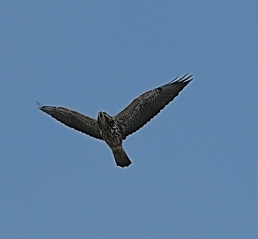 Swainson's Hawk - ML642355195