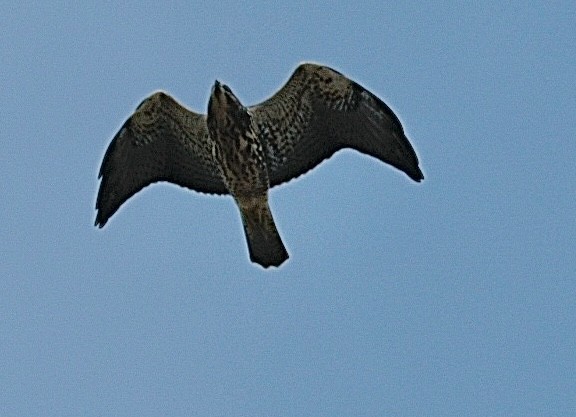 Swainson's Hawk - ML642355197