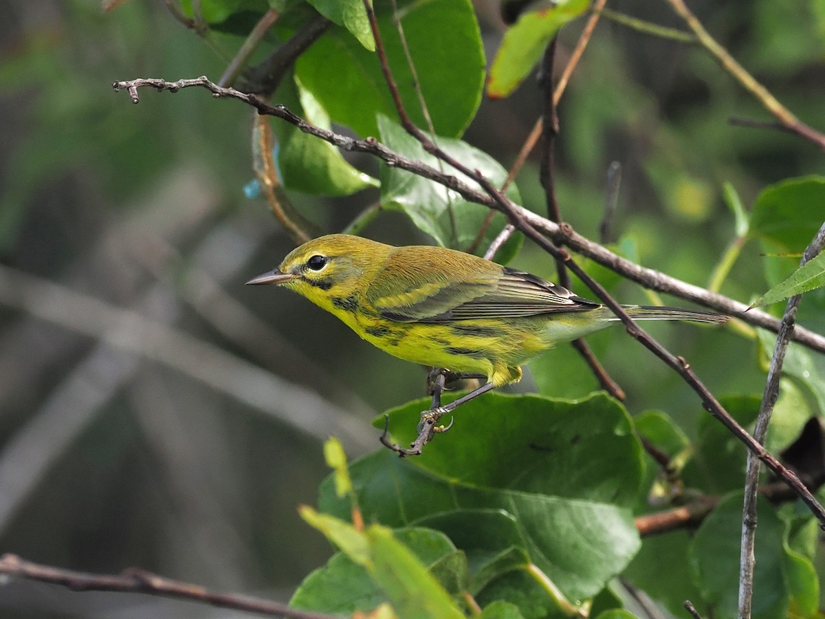 Prairie Warbler - ML642355237