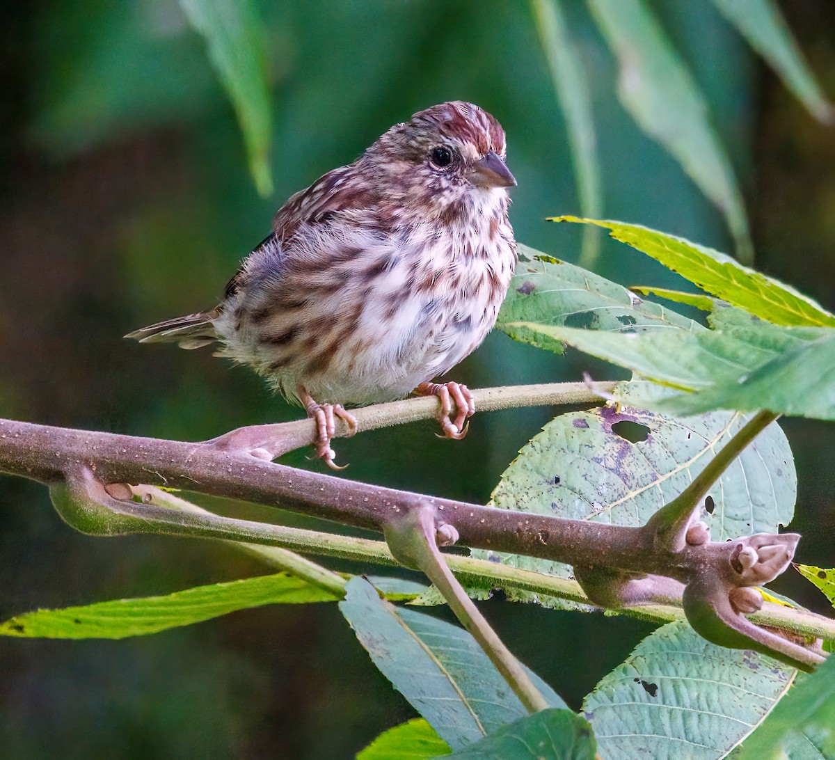Song Sparrow - ML642355241