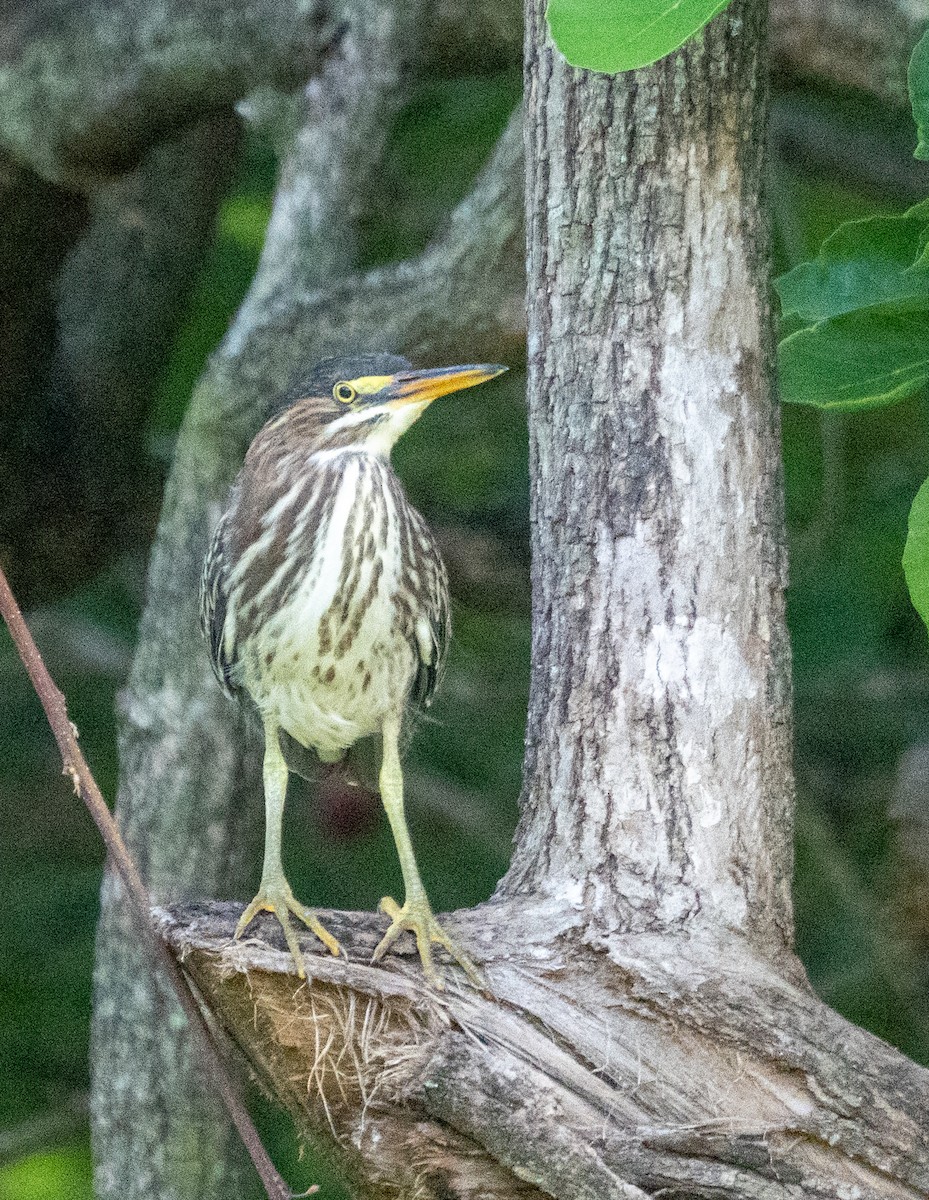 Green Heron - ML642355275