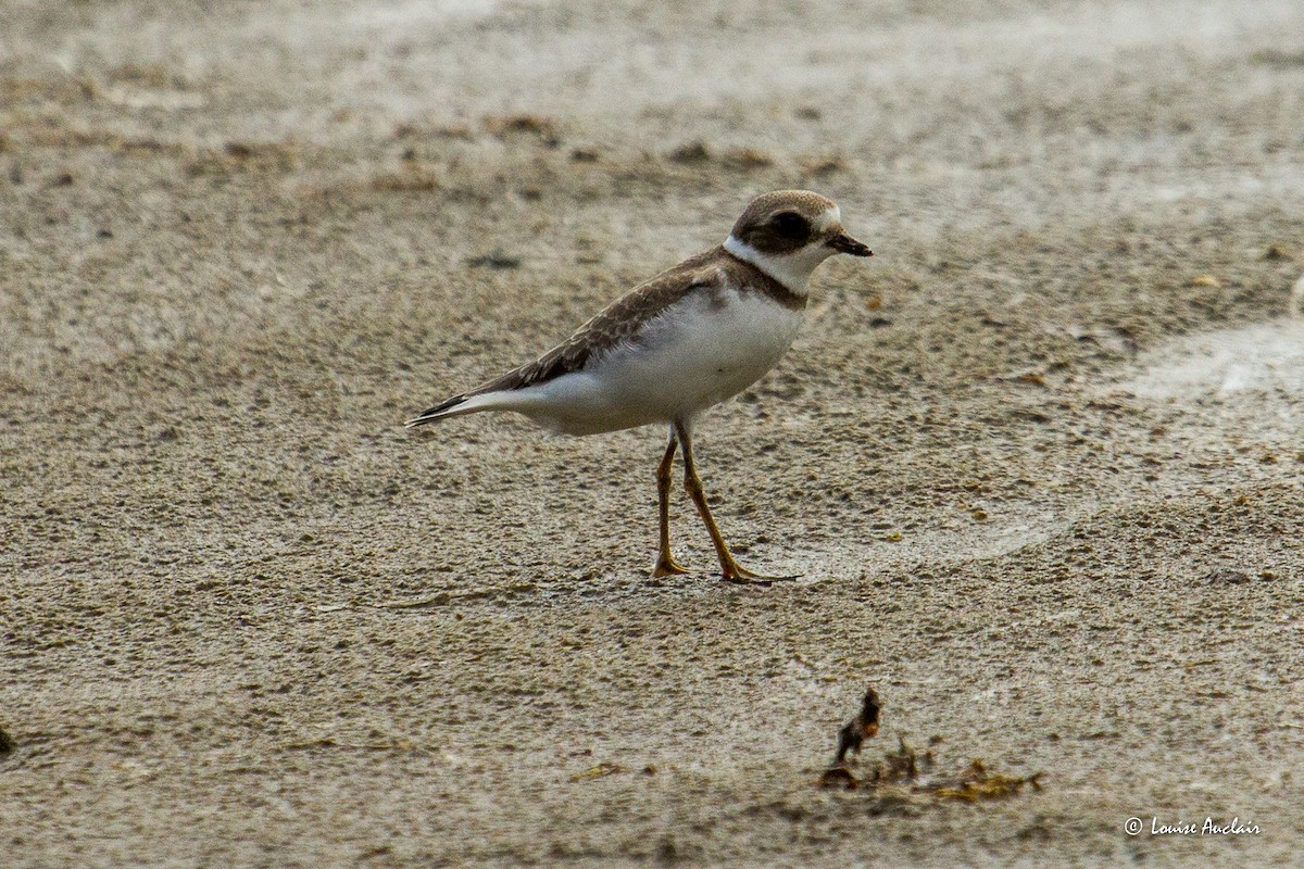 Semipalmated Plover - ML642355308