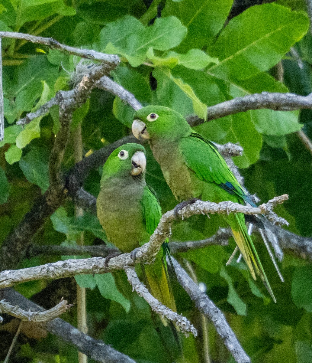 ジャマイカインコ - ML642355322