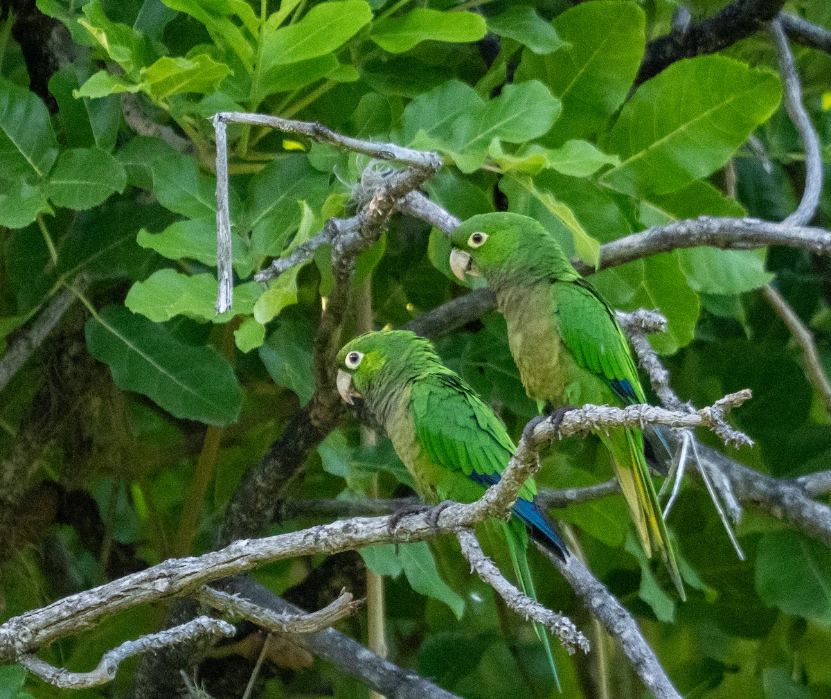 ジャマイカインコ - ML642355323