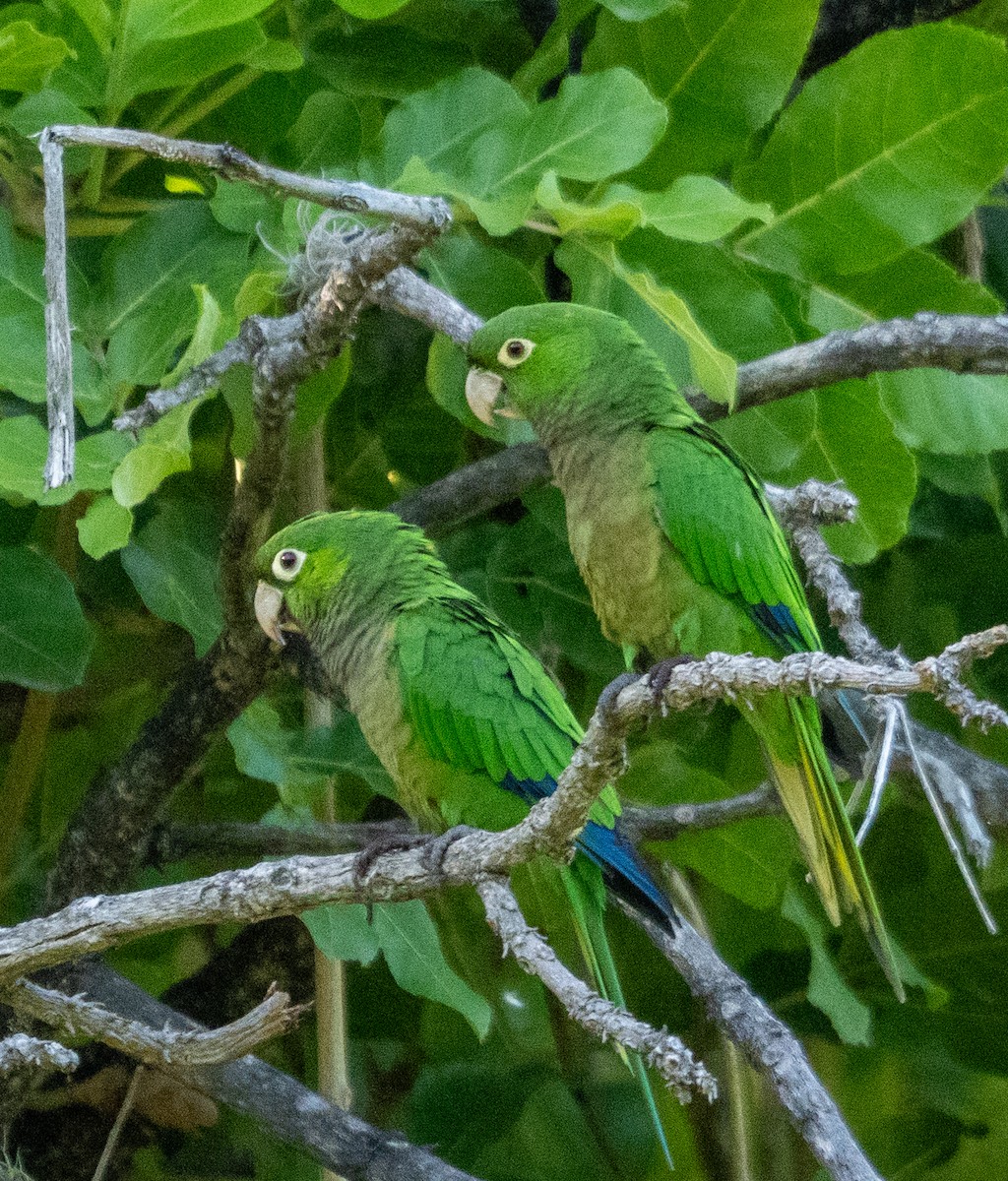 ジャマイカインコ - ML642355325