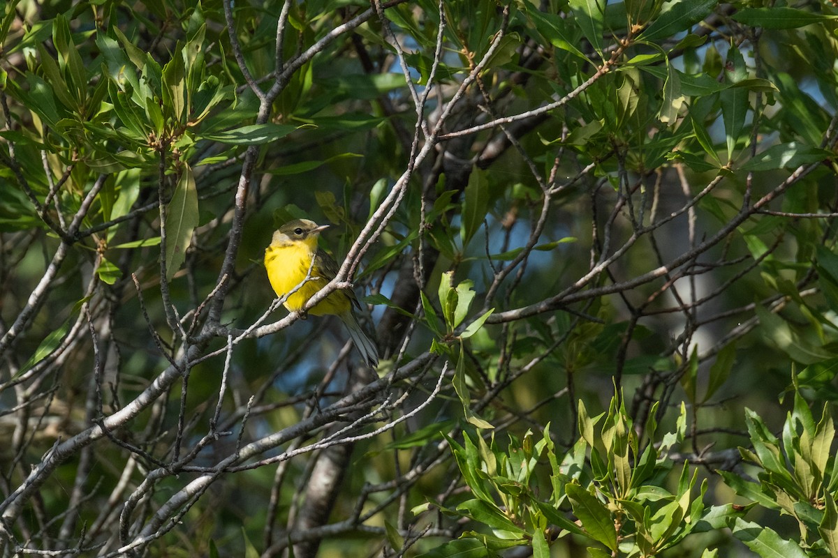 Prairie Warbler - ML642355364