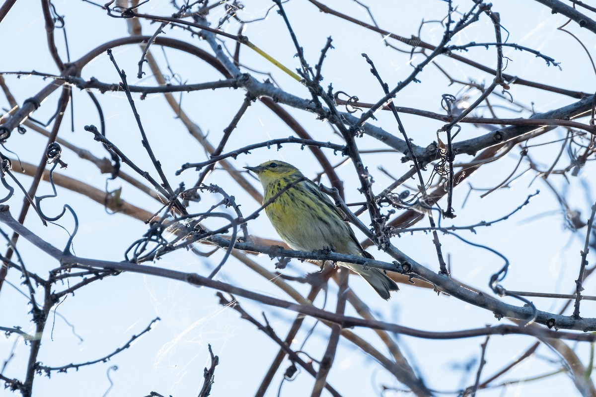 Cape May Warbler - ML642355371