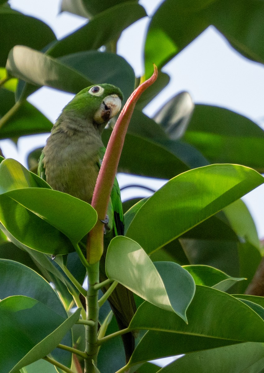 ジャマイカインコ - ML642355372