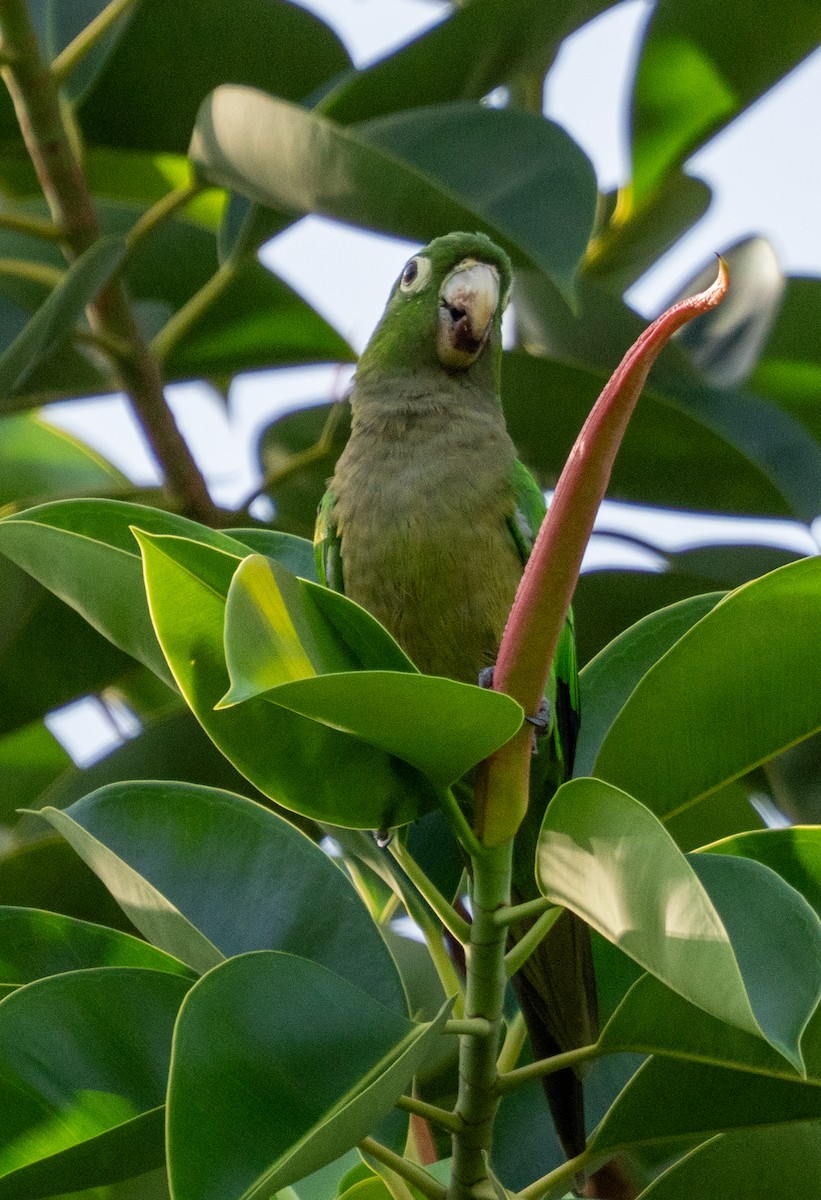 ジャマイカインコ - ML642355374