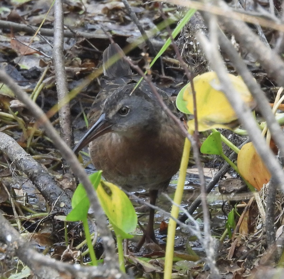 Virginia Rail - ML642355386