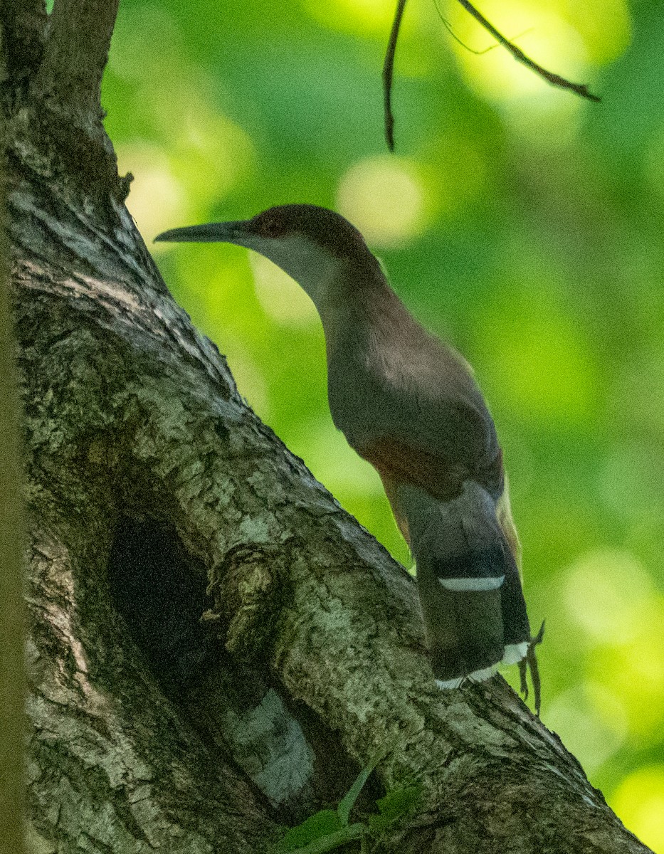 Jamaican Lizard-Cuckoo - ML642355391