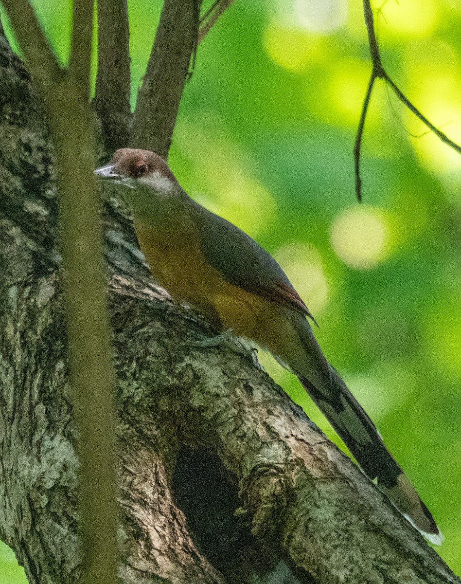 Jamaican Lizard-Cuckoo - ML642355392