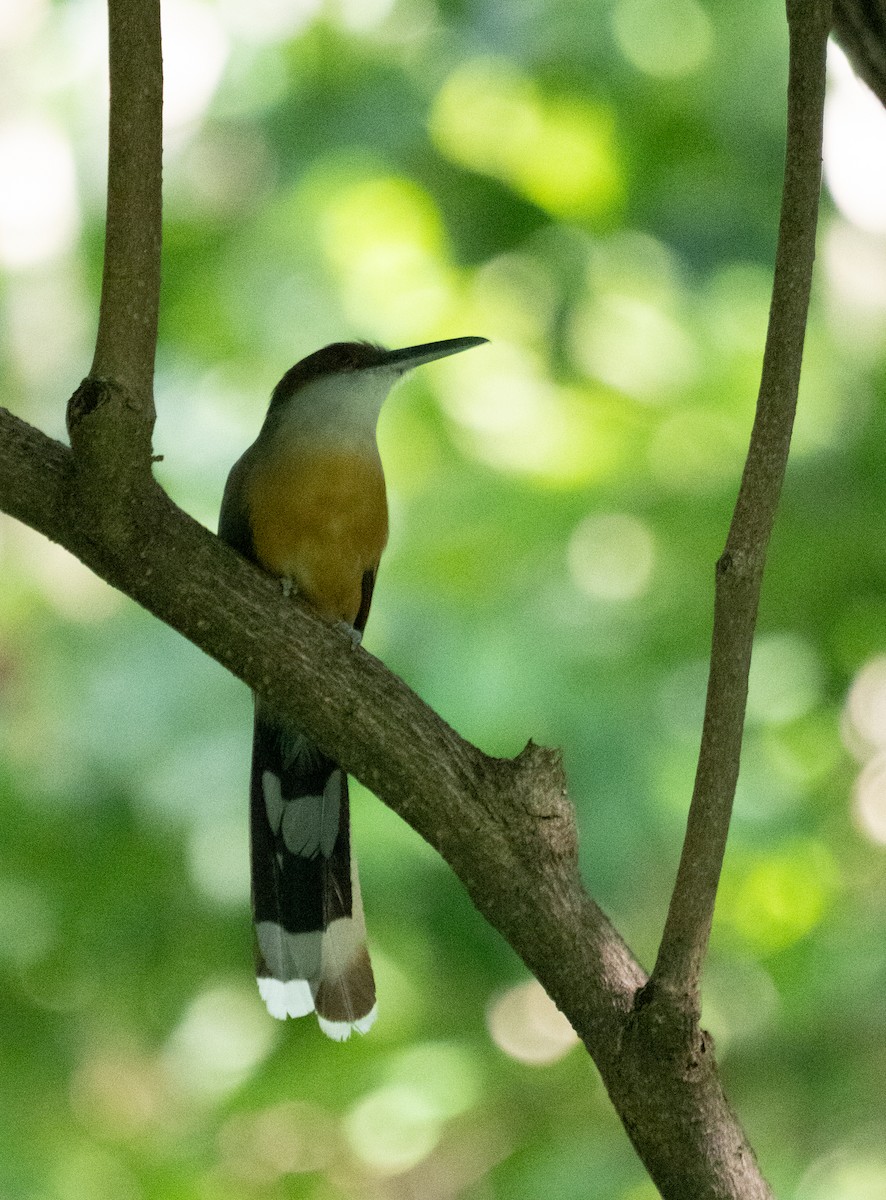 Jamaican Lizard-Cuckoo - ML642355399