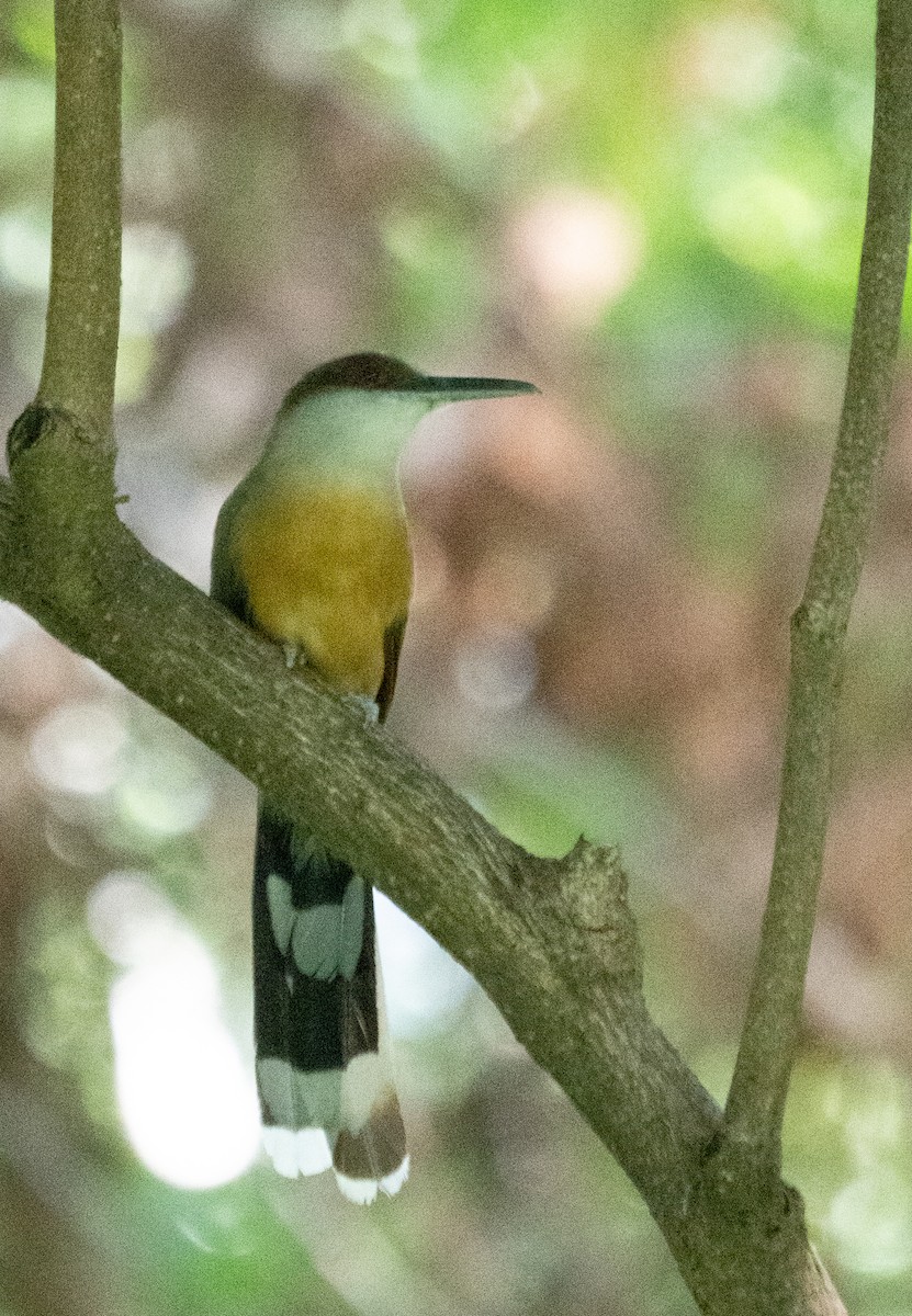 Jamaican Lizard-Cuckoo - ML642355400