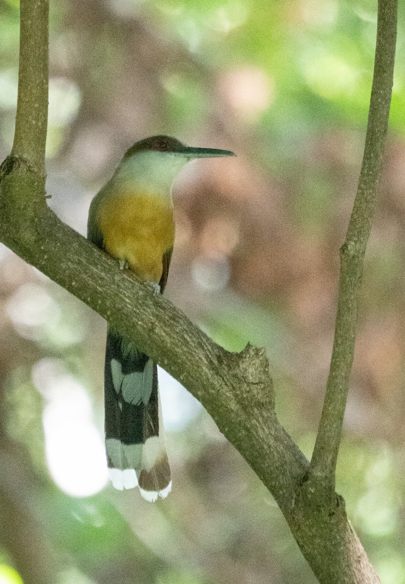 Jamaican Lizard-Cuckoo - ML642355404