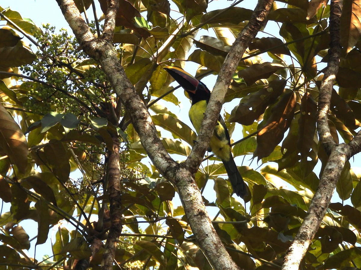 Green Aracari - ML642355418