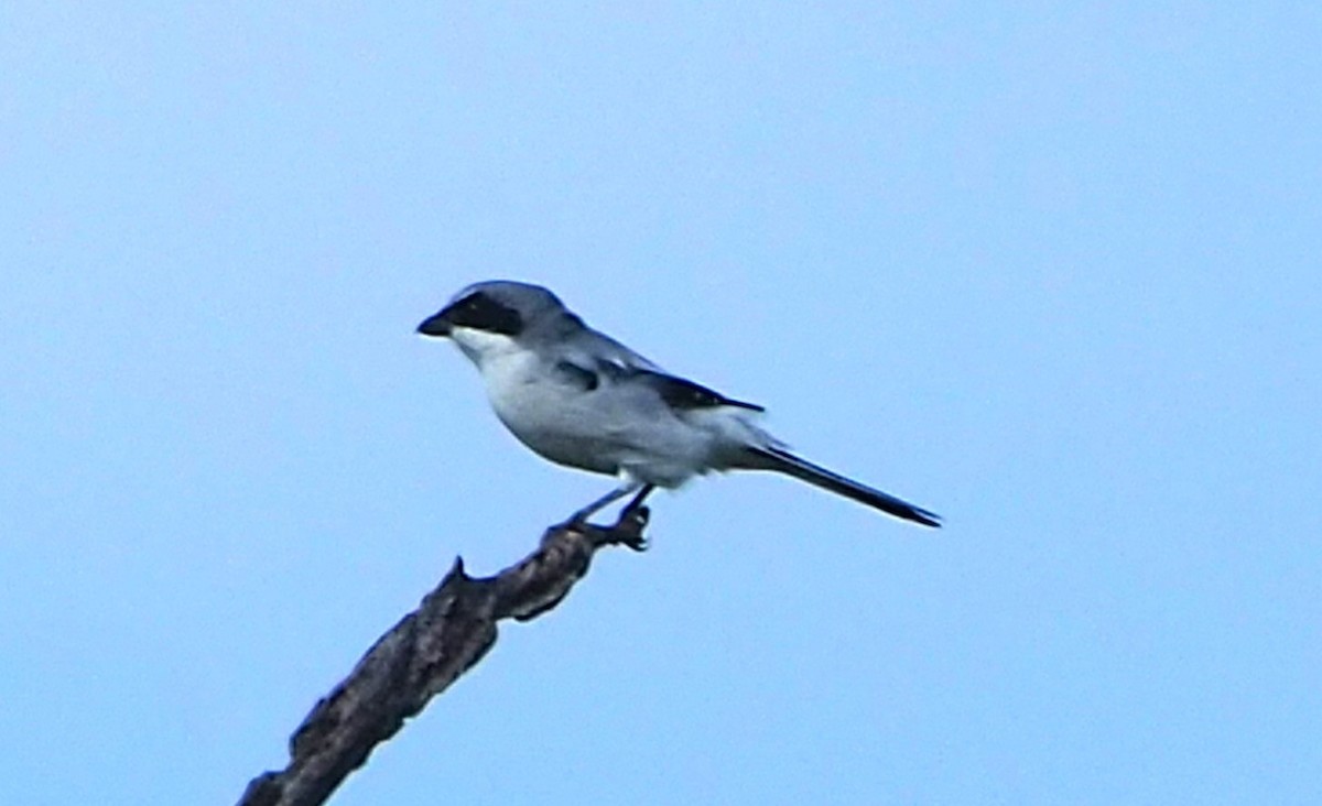 Loggerhead Shrike - ML642355420