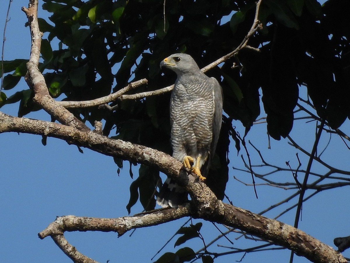 Gray-lined Hawk - ML642355421