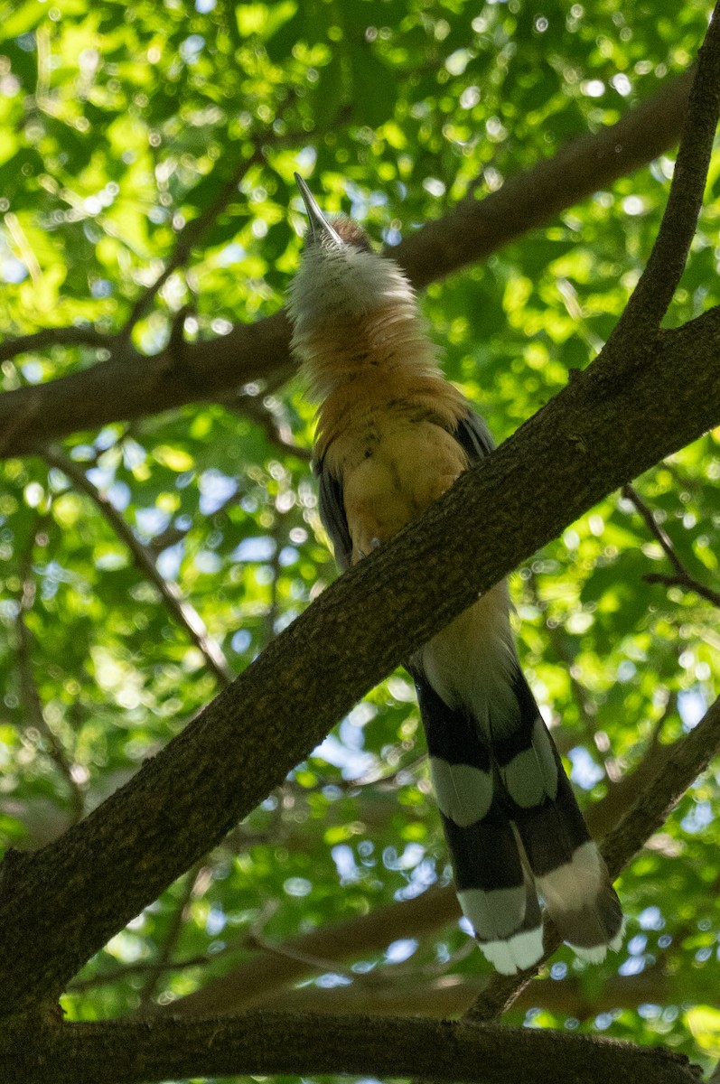 Jamaican Lizard-Cuckoo - ML642355423
