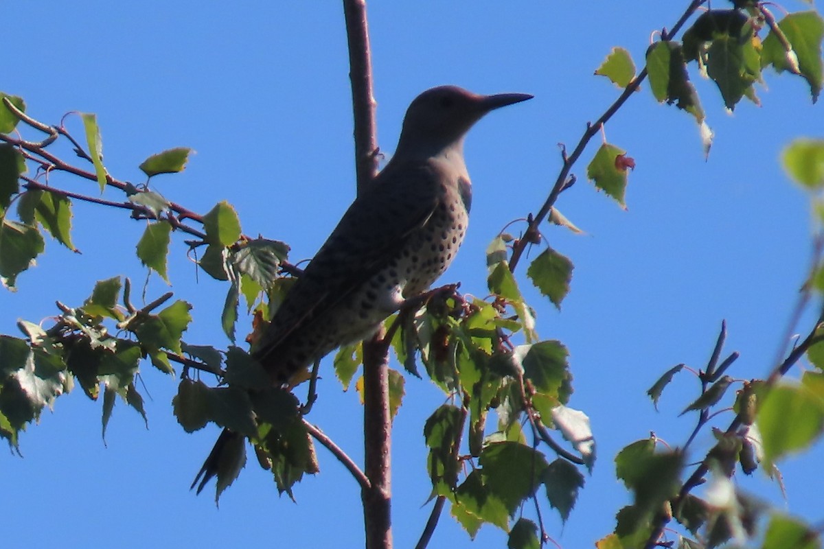 Northern Flicker - ML642355426