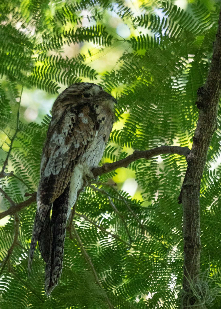 Northern Potoo - ML642355429